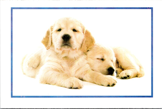 Vintage Postcard Dogs Adopt A Pet North Shore Animal League America United State