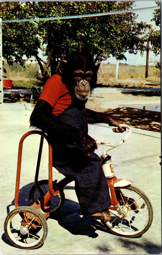 Vintage Postcard Chimp Riding Tricycle Jack Adams FarmZoolebrity Mesa Arizona