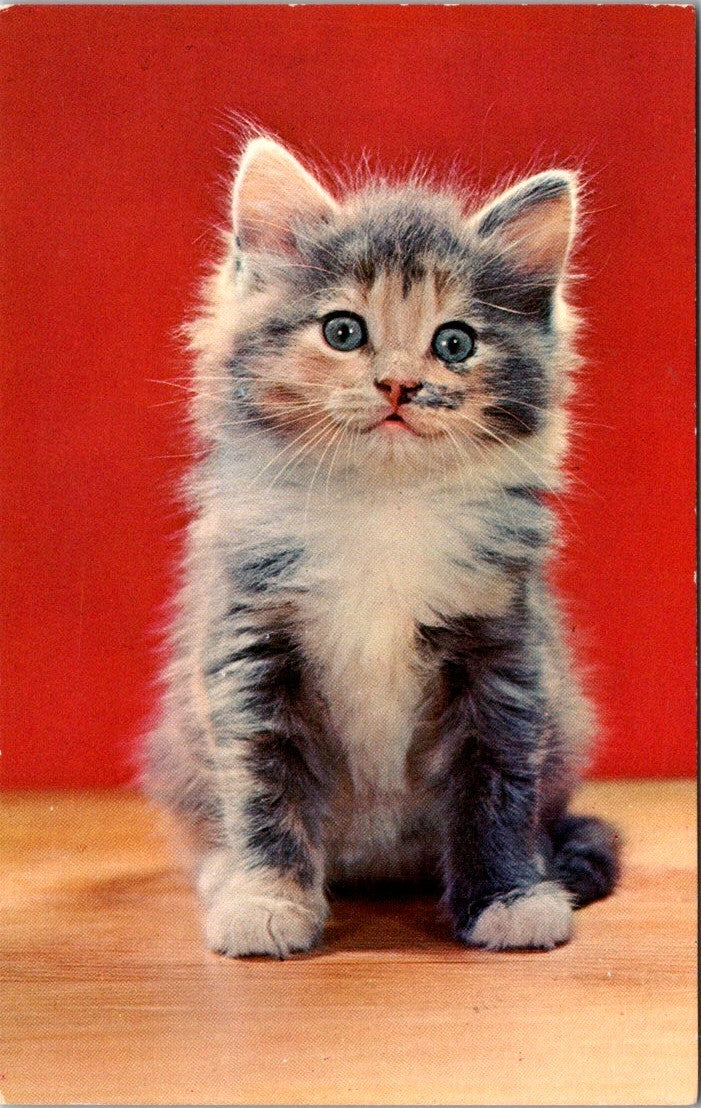 Vintage Postcard Lonesome Little Kitten Boston Massachusetts United States