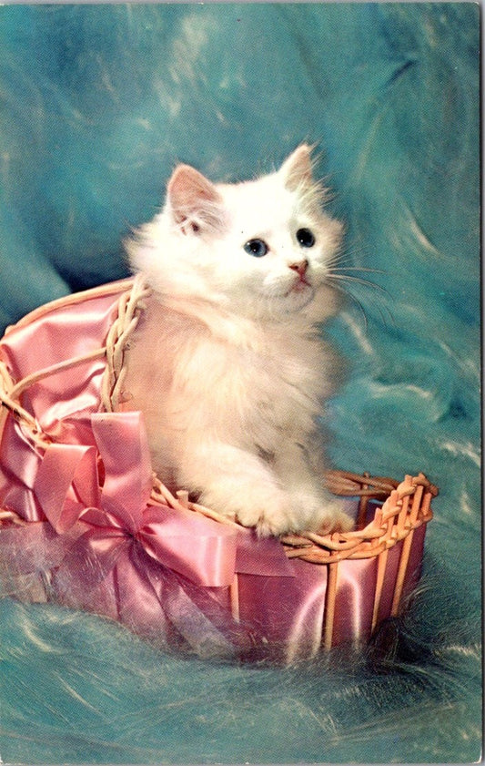 Vintage Postcard A White Cutie Kitten Capitalist Boston Massachusetts