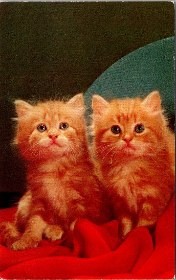 Vintage Postcard Two Cute Cats Anticipation Scenic Art California United States