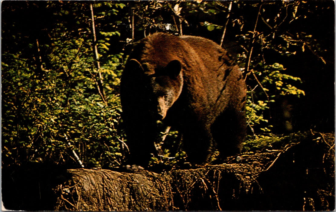 Vintage Postcard Brown Black Bear Near Glacier Bay Lodge Bartlett Cove Alaska