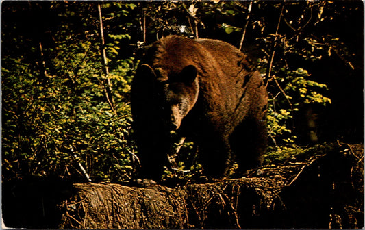 Vintage Postcard Brown Black Bear Near Glacier Bay Lodge Bartlett Cove Alaska