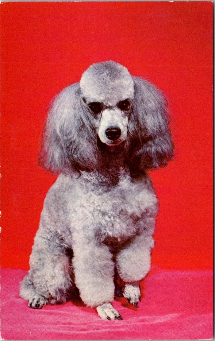 Vintage Postcard Photo Of A French Poodle California United Scenic Arts Unposted