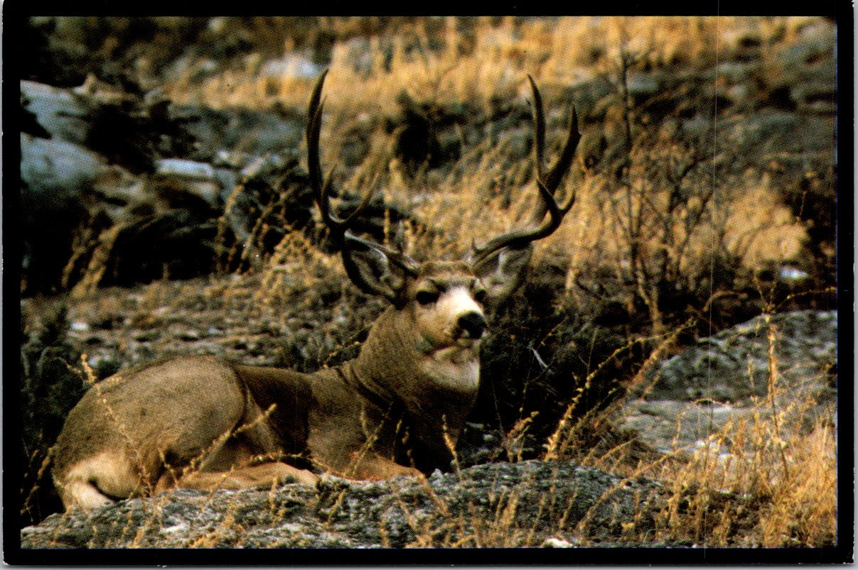 Vintage Postcard Massive Mulley Back Montana United States Unposted