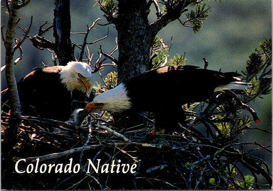 Vintage Postcard Eagles Colorado Natives United States Unposted