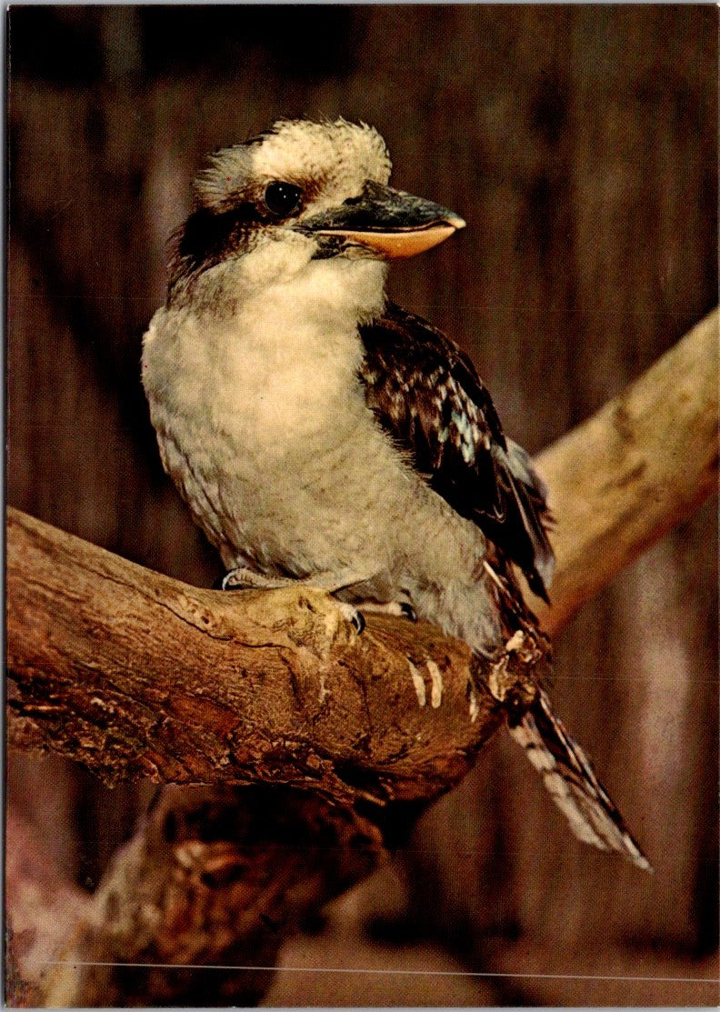 Vintage Postcard Kookaburra Bird Giant Kingfisher Laughing Jackass Settler Clock