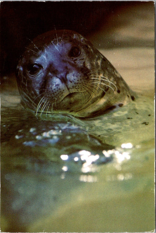 Vintage Postcard Harbor Seal Pinniped Exhibit Sea World Orlando California Ohio