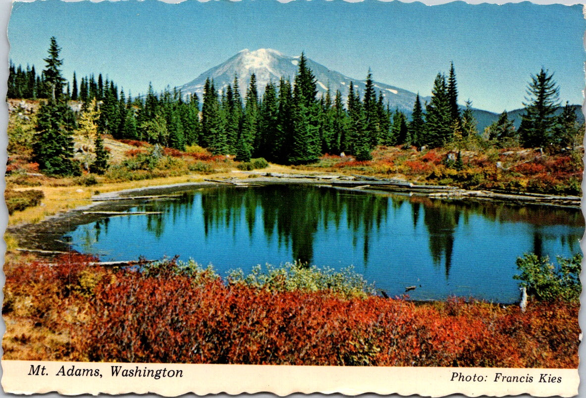 Vintage Postcard Summer Foliage Southern Washington Cascades United States