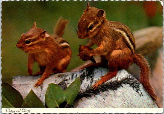 Vintage Postcard A Pair Of Chipmunks Chippy And Chirpy Unposted