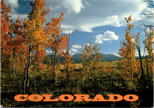 Vintage Postcard Colorful Aspens In South Park Colorado United States Unposted