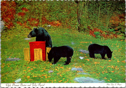 Vintage Postcard The Black Bears New York United States Unposted