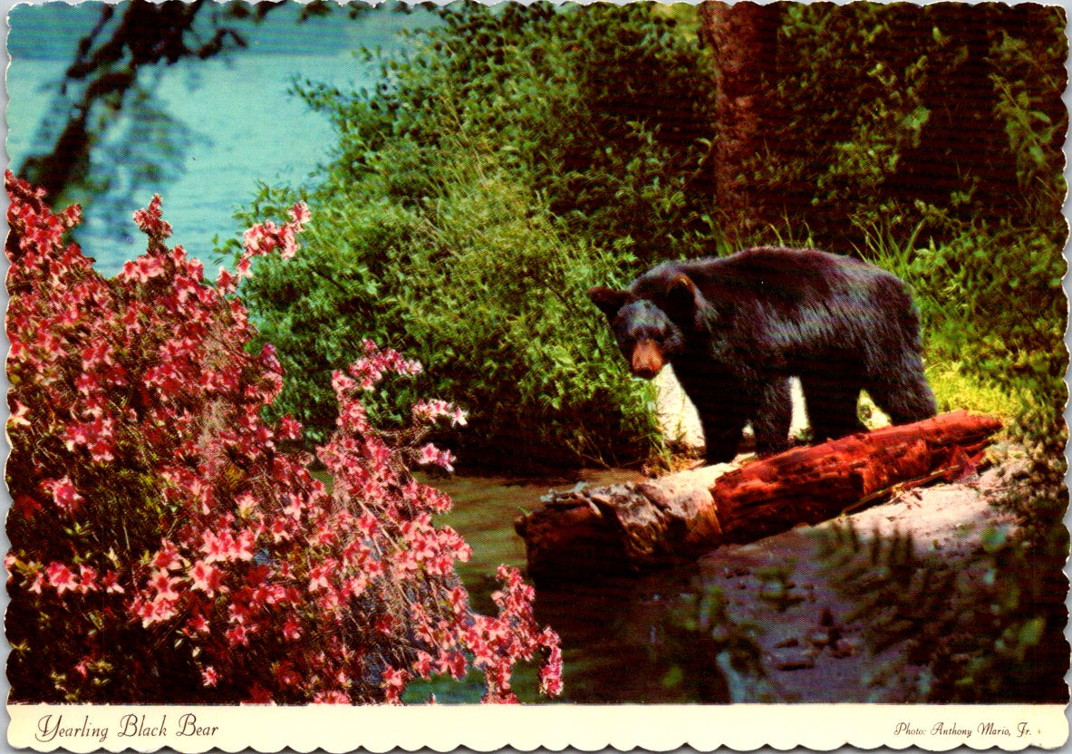 Vintage Postcard The Yearling Black Bear New York United States Unposted