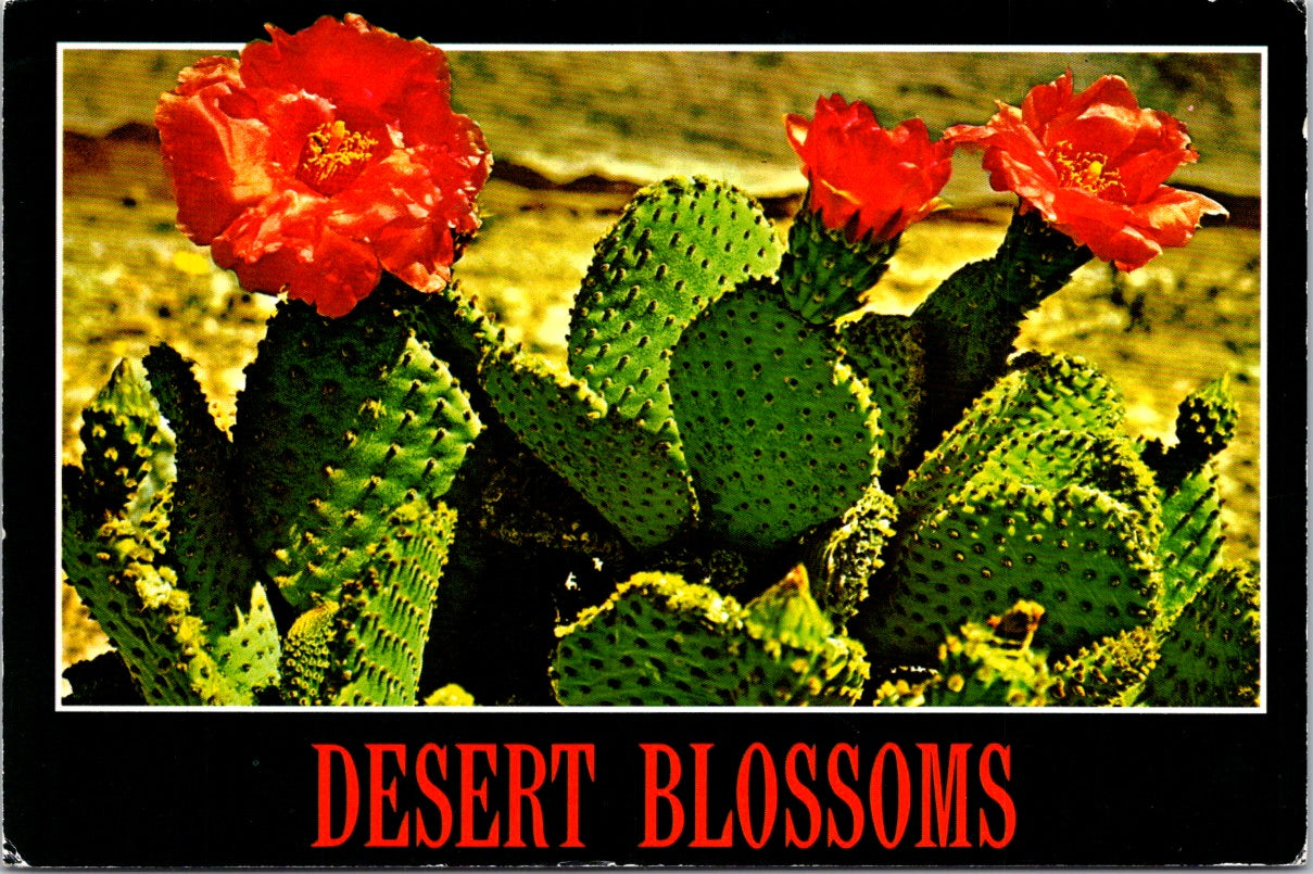 Vintage Postcard Prickly Pear Cactus Blooms Southwest Desert United States