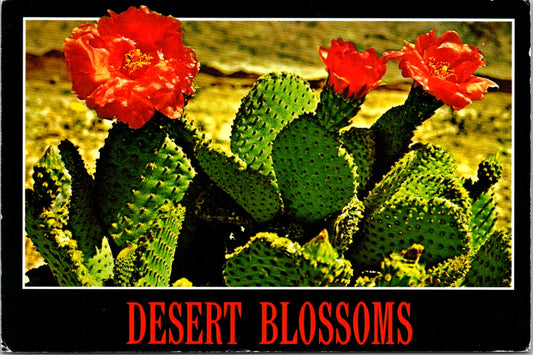 Vintage Postcard Prickly Pear Cactus Blooms Southwest Desert United States