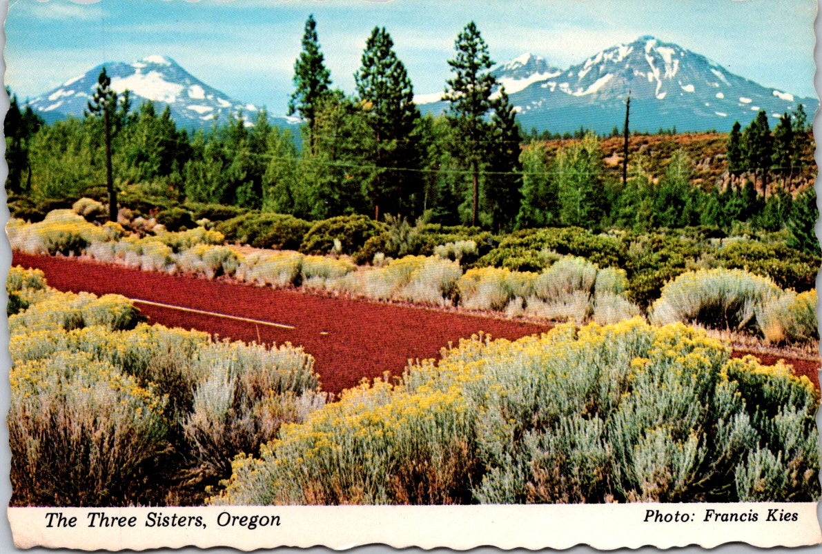 Vintage Postcard The Three Sisters Portland Oregon United States Unposted