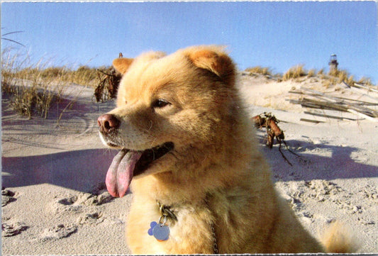 Vintage Postcard Puppy Pet North Shore Animal League America Give A Shelter