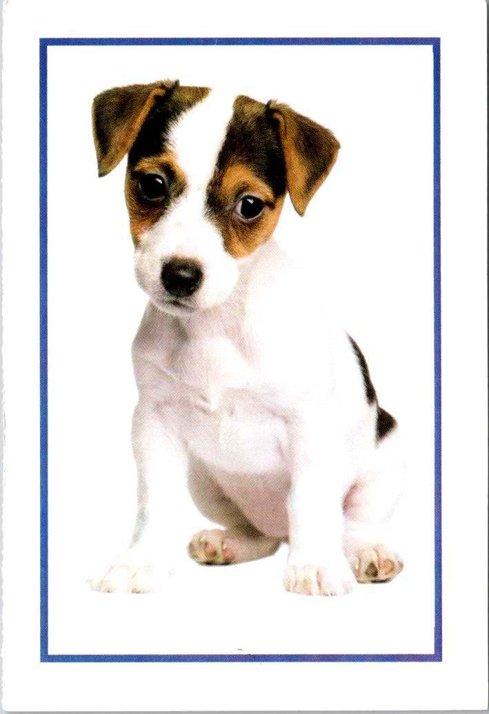 Vintage Postcard Lonely Puppy North Shore Animal League America Adopt A Pet