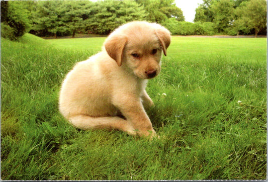 Vintage Postcard Lonely Puppy North Shore Animal League America Give A Shelter