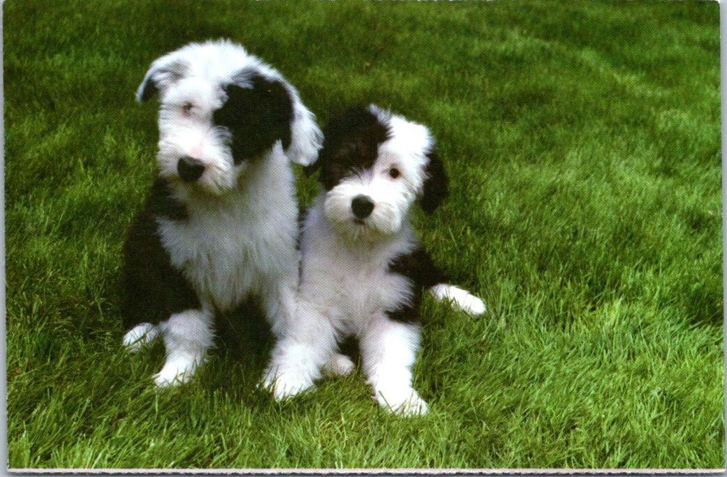 Vintage Postcard Puppies North Shore Animal League America Give A Shelter