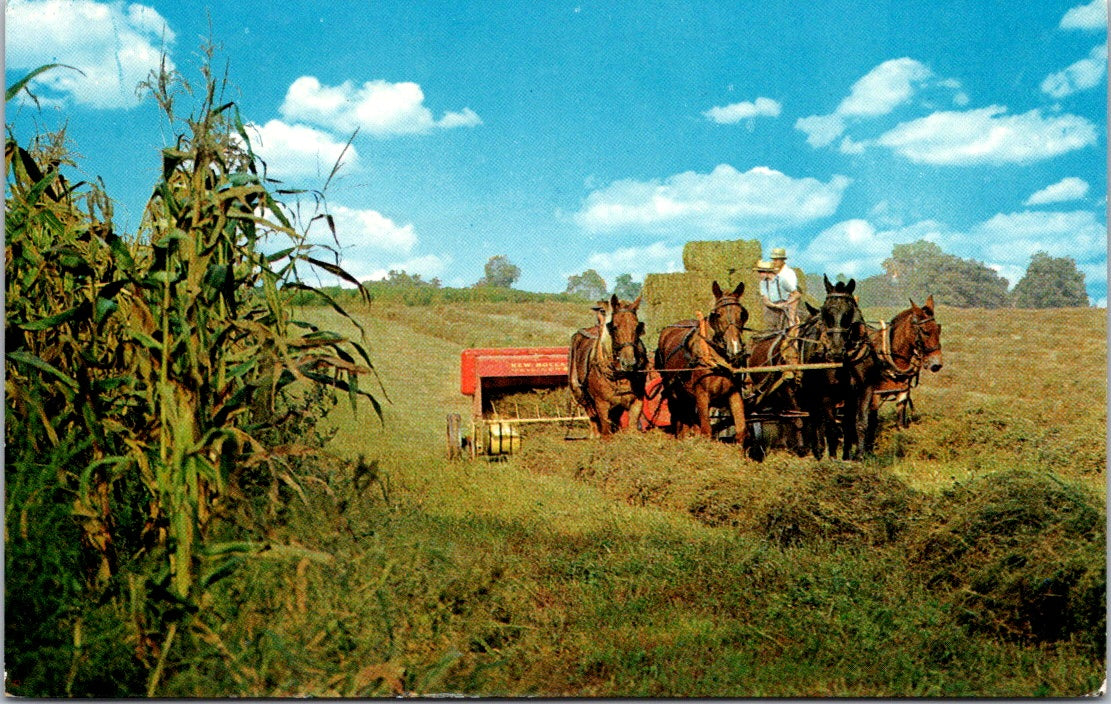 Vintage Postcard Amish Farmers Harvesting The Hay Massachusetts Unposted