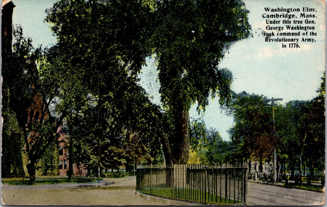 Vintage Postcard Washington Elm Cambridge Massachusetts Posted 1912