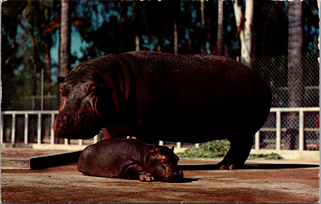 Vintage Postcard Mother And Young Hippopotamus Africa Unposted