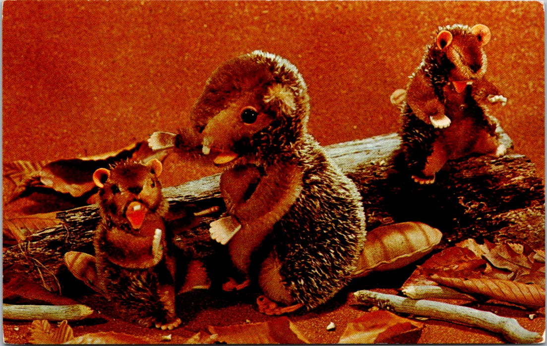 Vintage Postcard Nagy The Busy Beaver And His Friends Virigina Unposted