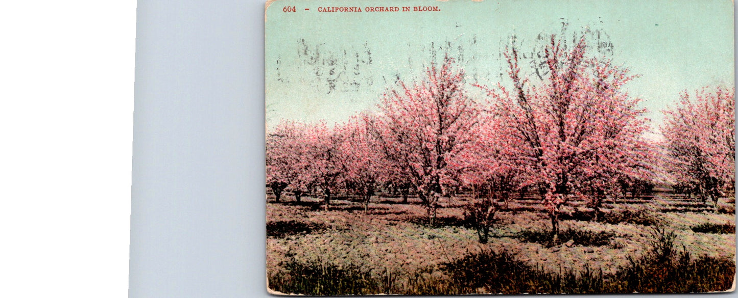 Vintage Postcard The California Orchard In Bloom United States Posted One Cent