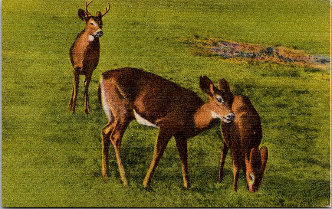 Vintage Postcard Animal Scenes 7 Subjects Deer Family New York Unposted