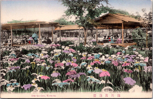 Vintage Old Postcard Iris Garden In Kamata Japan Unposted