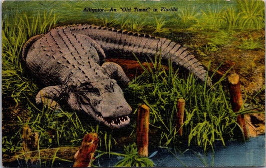 Vintage Postcard Alligator An Old Timer In Florida United States Unposted