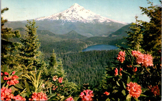 Vintage Postcard Rhododendrons Blooming On Mount And Lost Lake Oregon Unposted