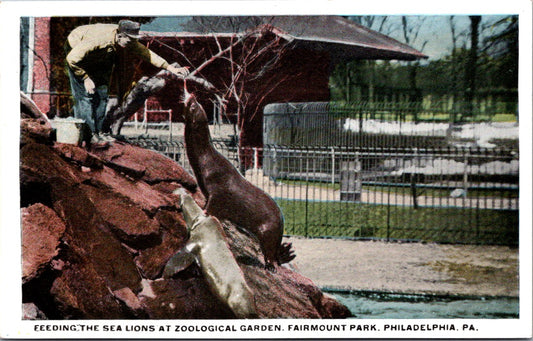 Vintage Postcard Feeding The Sea Lions At Zoological Garden Fairmount Park