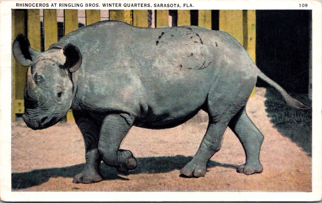 Vintage Postcard Rhinoceros At Ringling Bros Winter Quarters Sarasota Florida