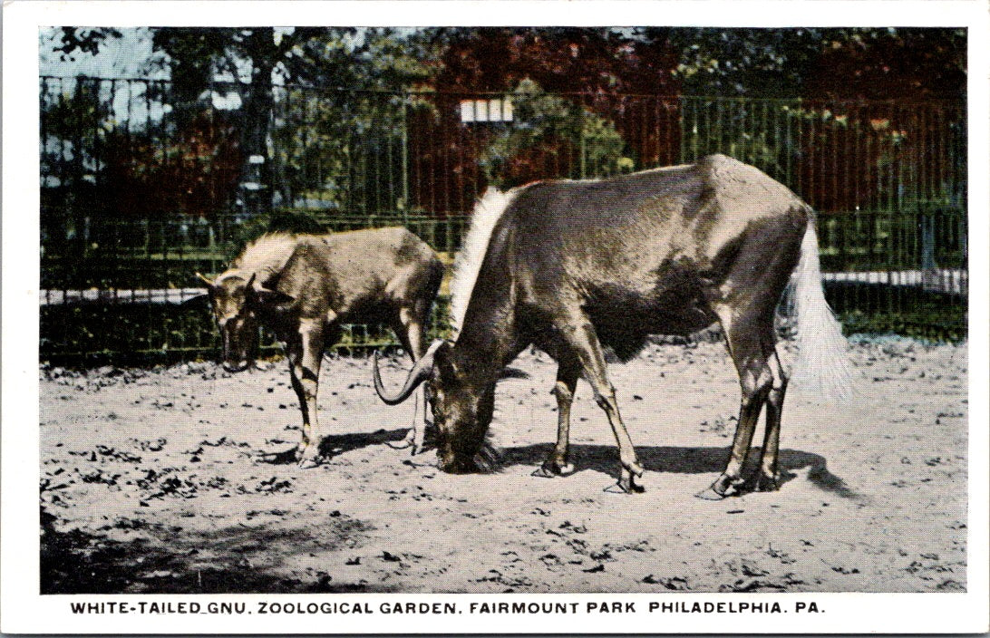 Vintage Postcard White Tail Zoological Garden Fairmount Park Pennsylvania