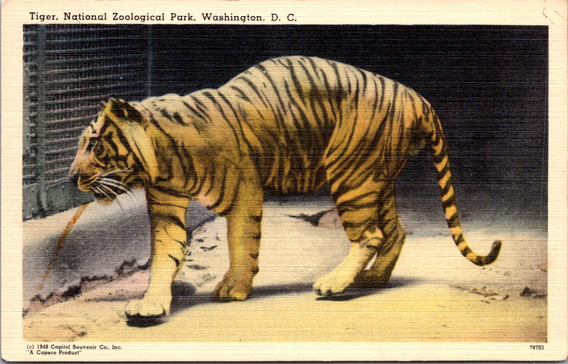 Vintage Postcard Tiger Zoological Park Washington United States Unposted