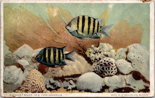 Vintage Postcard Sergeant Major New York Aquarium United States Unposted