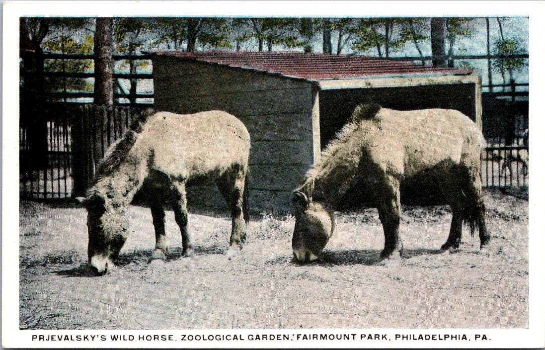 Vintage Postcard Prjevalsky's Wild Horse Zoological Garden Philadelphia Unposted