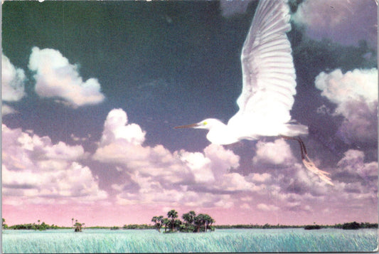 Vintage Postcard Beautiful Sky Of Florida United States Unposted