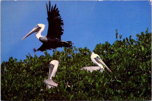 Vintage Postcard The Brown Pelican Florida United States Unposted