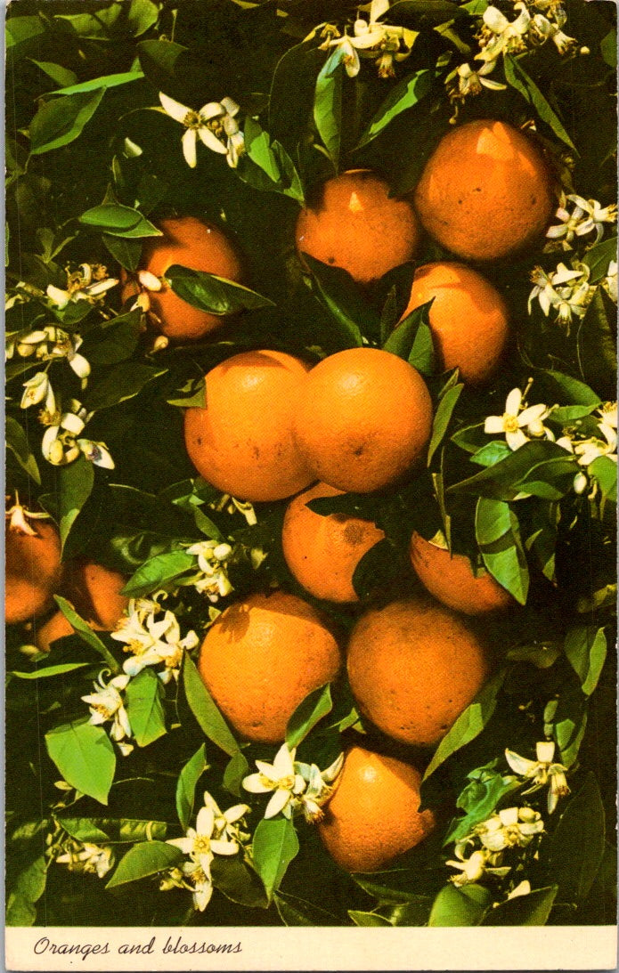 Vintage Postcard Oranges And Blossoms In Tropical Florida United States Posted