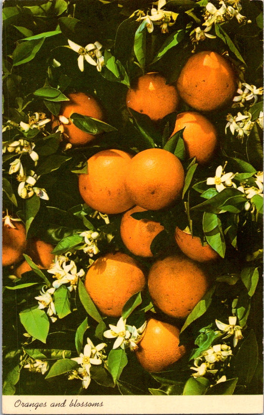 Vintage Postcard Oranges And Blossoms In Tropical Florida United States Posted