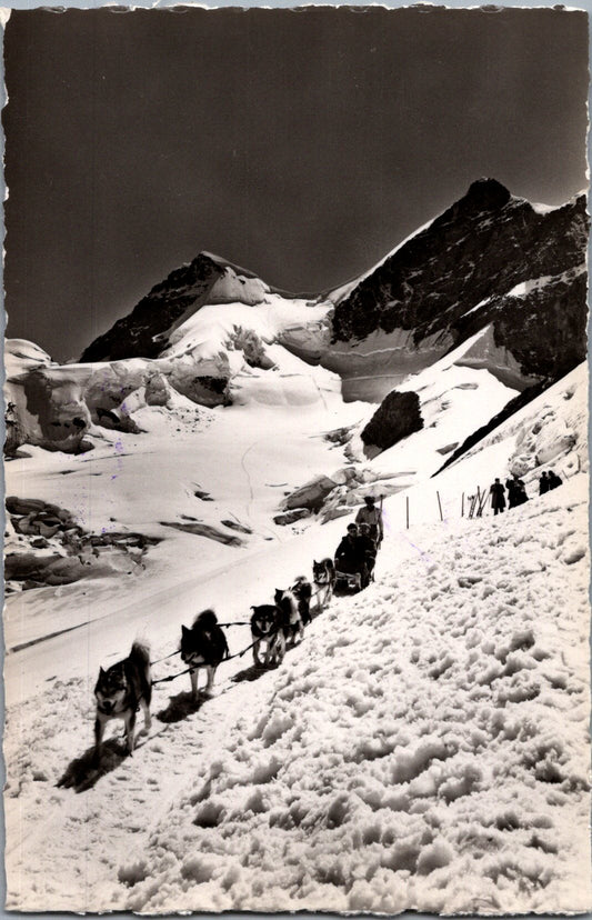 Vintage Postcard Polar Dogs At Jungfraujoch Switzerland Unposted