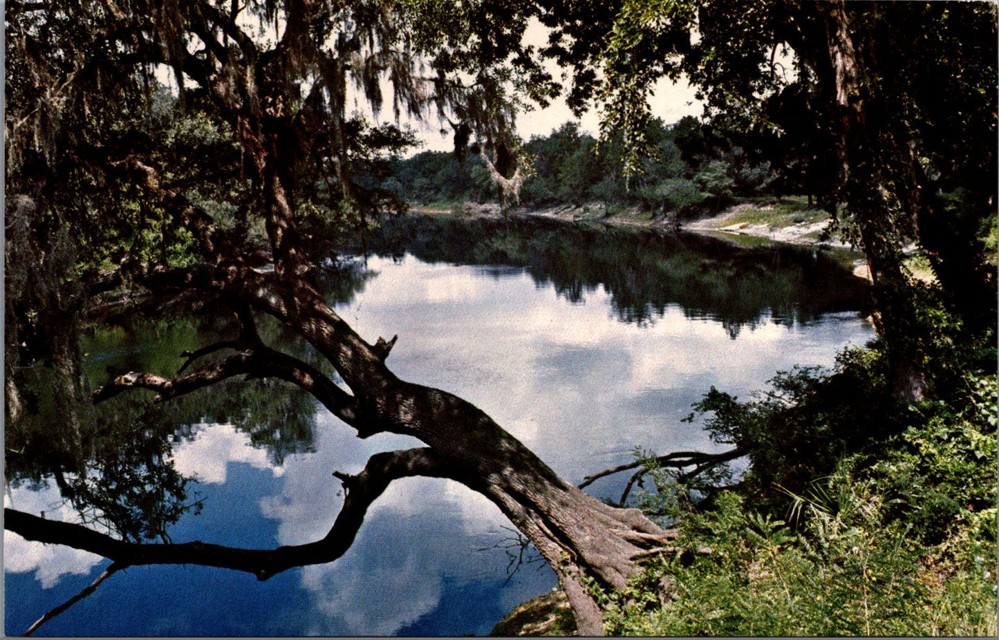 Vintage Postcard The Suwannee River North Florida United States Unposted