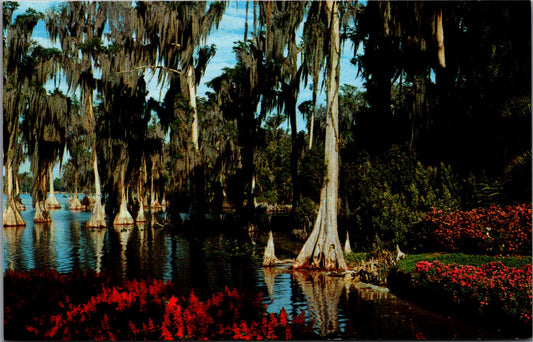 Vintage Postcard Lake Eloise Florida's Cypress Garden United States Unposted