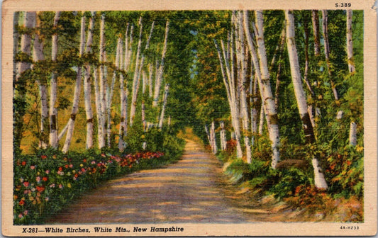 Vintage Postcard White Birches White Mountains New Hampshire Posted 1955