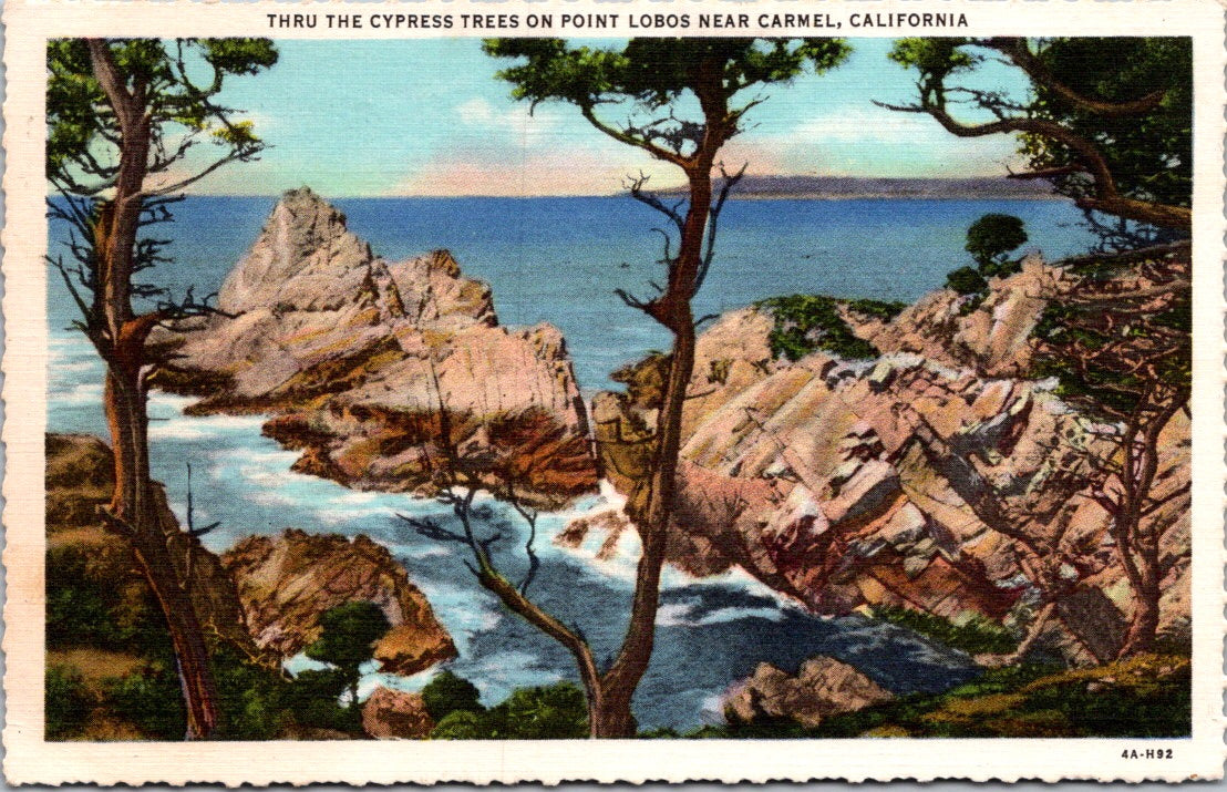 Vintage Postcard Thru The Cypress Trees On Point Lobos Near Carmel California