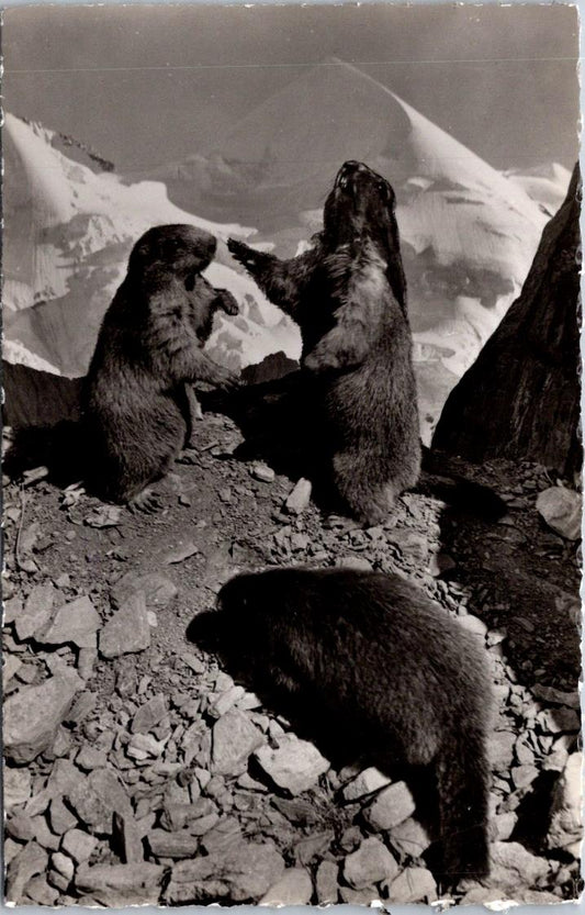 Vintage Postcard Playing Marmots At The Eiger Glacier Jungfrau Railway Unposted