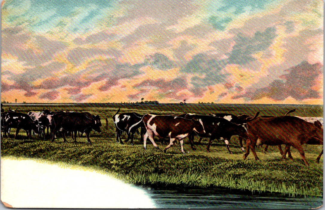 Vintage Postcard Photo Of A Cow In Pasture Land Unposted